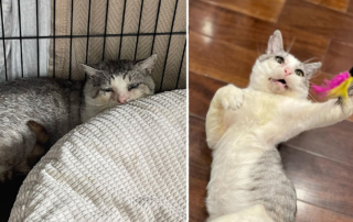 Rescuer Can't Believe How Aggressive Feral Cat 'Potato' Transformed in 4 Weeks, Kitty Boy and Friends, Grace
