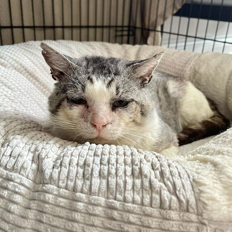 feral cat looks sad in shelter