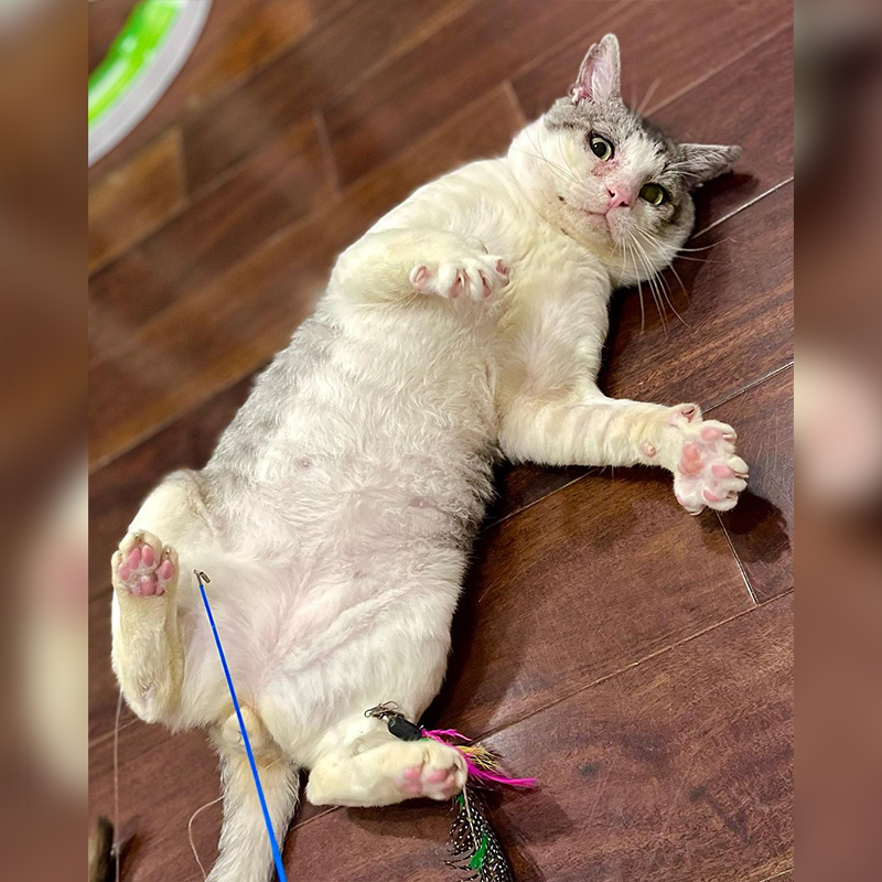 Once feral cat lays on his back exposing his belly for rescuer