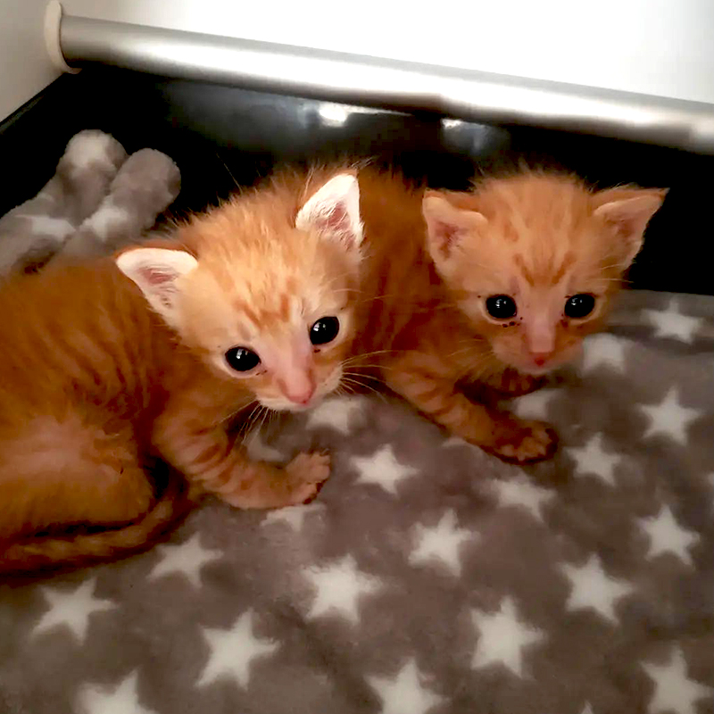 Pumpkin and Spice, the kittens