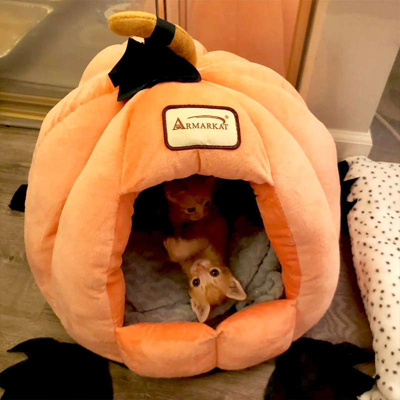 Pumpkin and Spice the kittens in a plush pumpkin cozy
