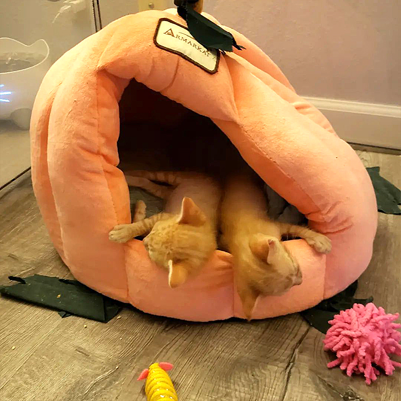 Pumpkin and Spice the kittens in a plush pumpkin cozy 2