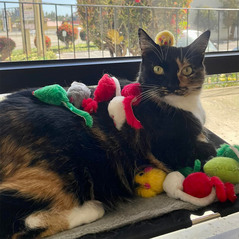 Tortoiseshell cat with toys all over her