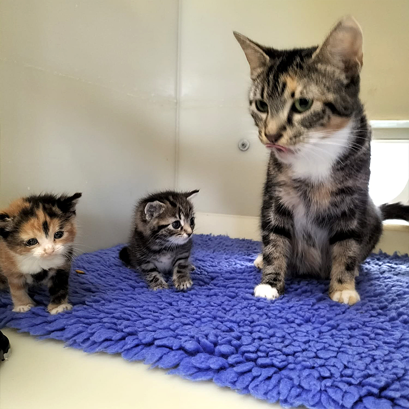 RSPCA Coventry kittens and mama cat saved from driveway