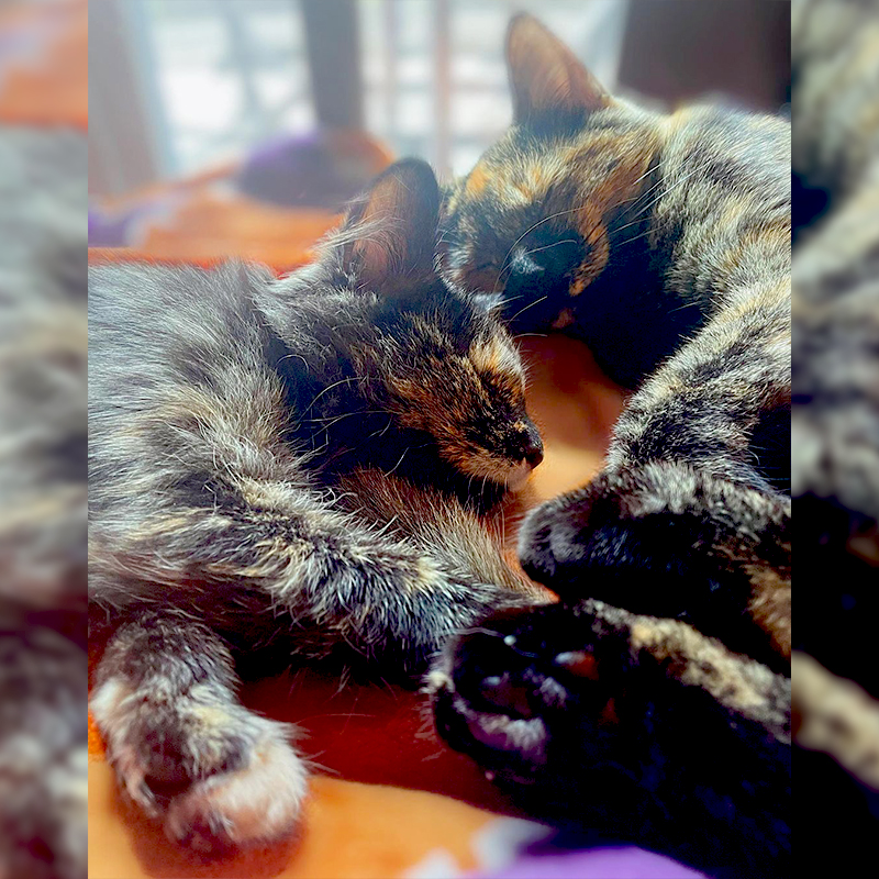 Lu and Ruby cuddling, Tortoiseshell cats touching toes