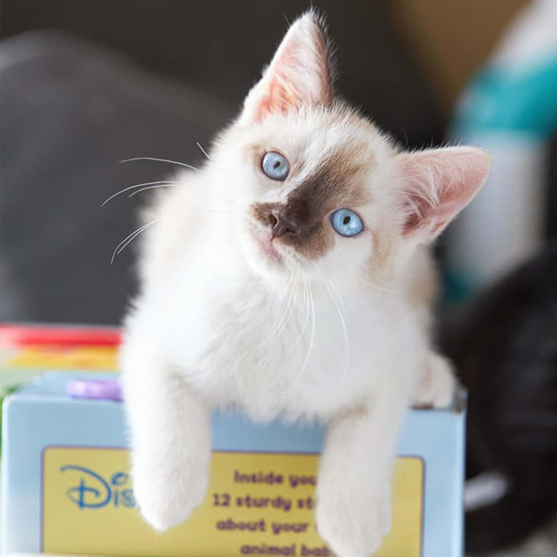 S'mores sits on a Disney book