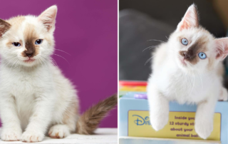 S'mores, s'mores, rescued kitten, fireworks, CAAT friends, Southern California