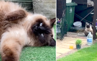 Wills, Ragdoll cat, This is not our cat, London model Paige Short