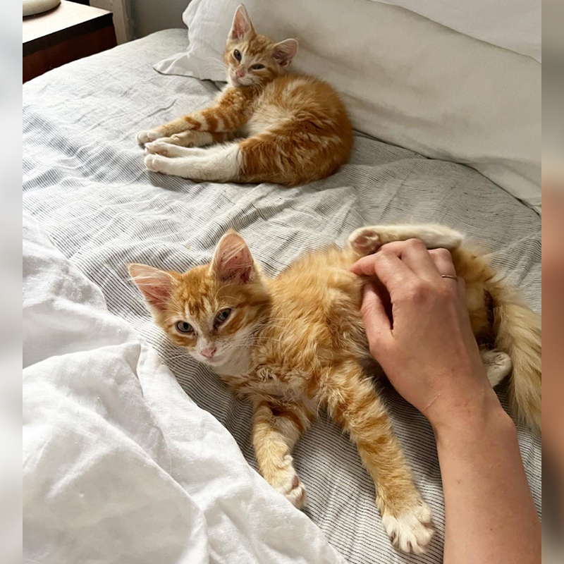 Two ginger rescue kittens