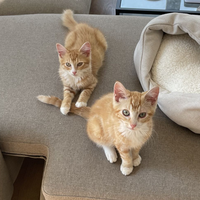 Orange kitties on a sofa