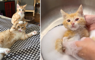 Heidi Wrangles Cats, Topsy and Turvy, Brooklyn, New York, kitten rescue