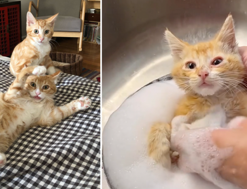 Brooklyn Rescuers Save Cute Kittens Topsy and Turvy a Week Apart