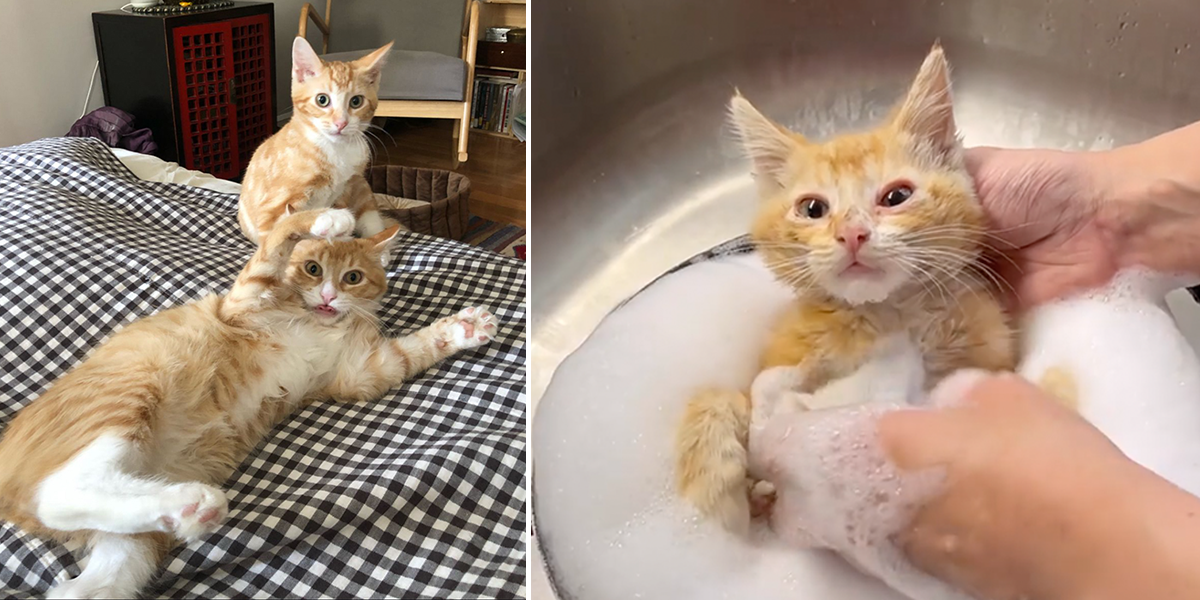 Heidi Wrangles Cats, Topsy and Turvy, Brooklyn, New York, kitten rescue