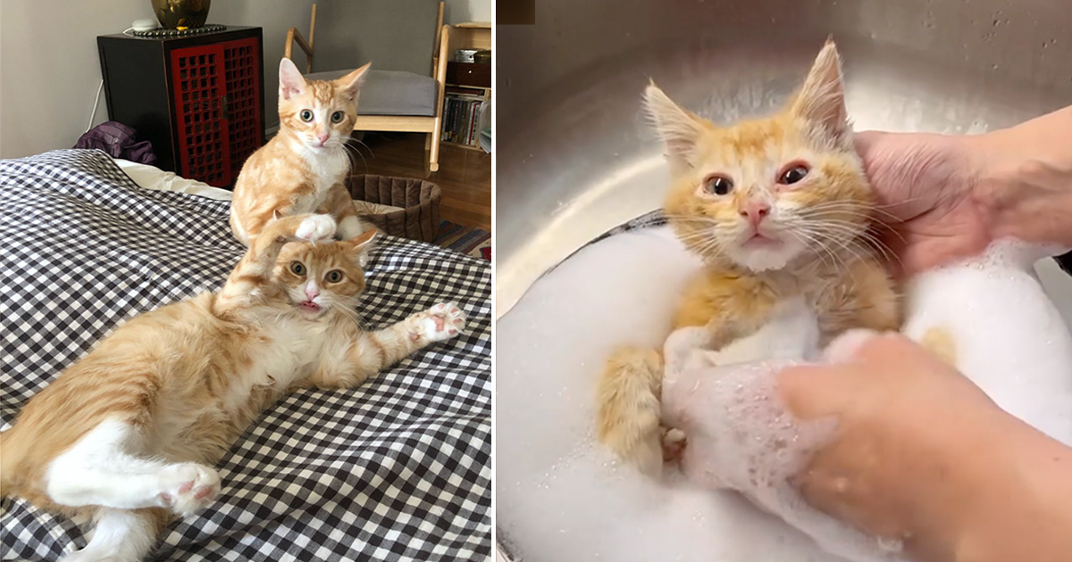 Brooklyn Rescuers Save Cute Kittens Topsy and Turvy