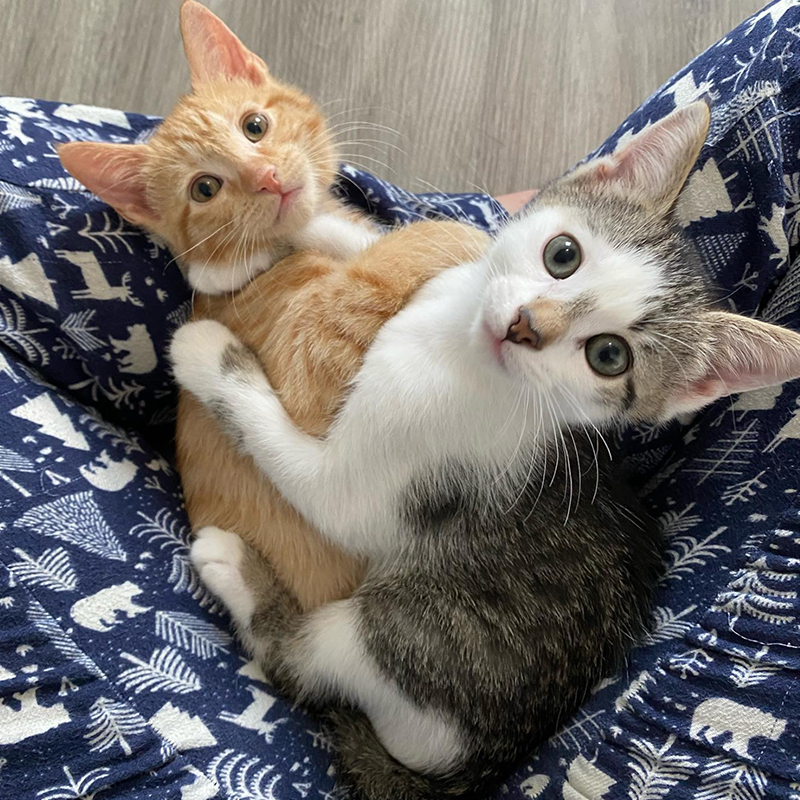 Two cute kittens hugging
