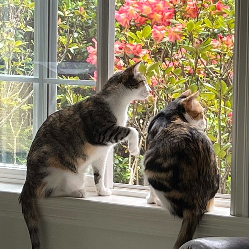 Boo and Blair sit in a windowsill