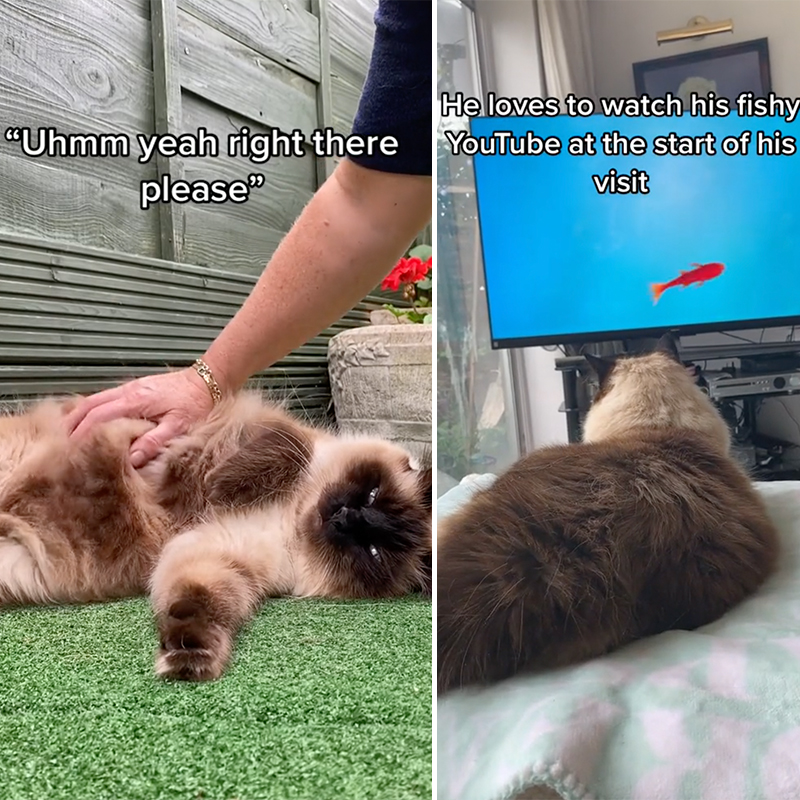 Ragdoll cat watching TV and getting a belly rub