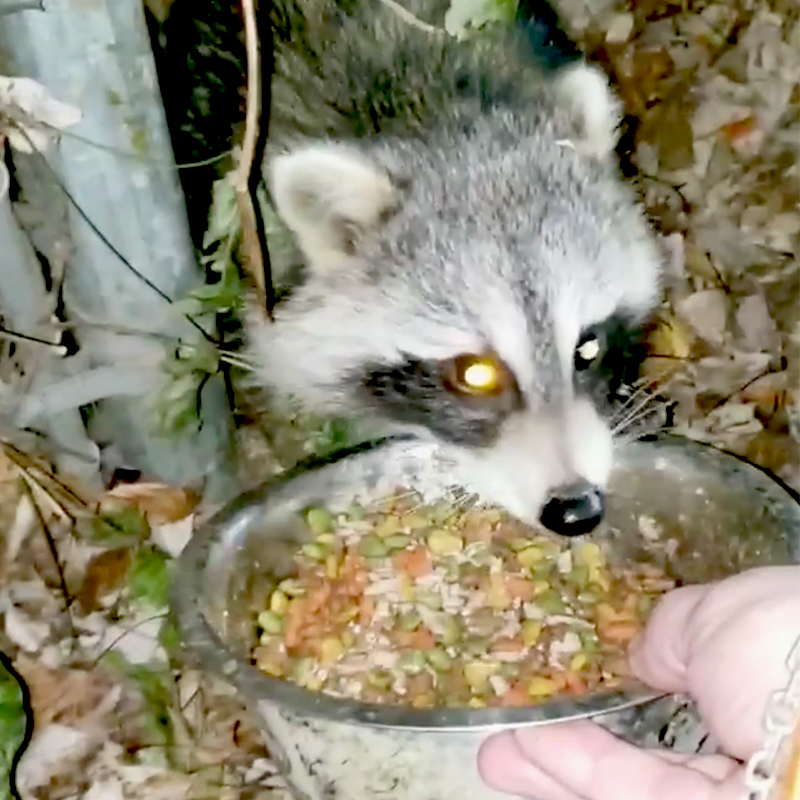 baby raccoon eats cat food from a bowl