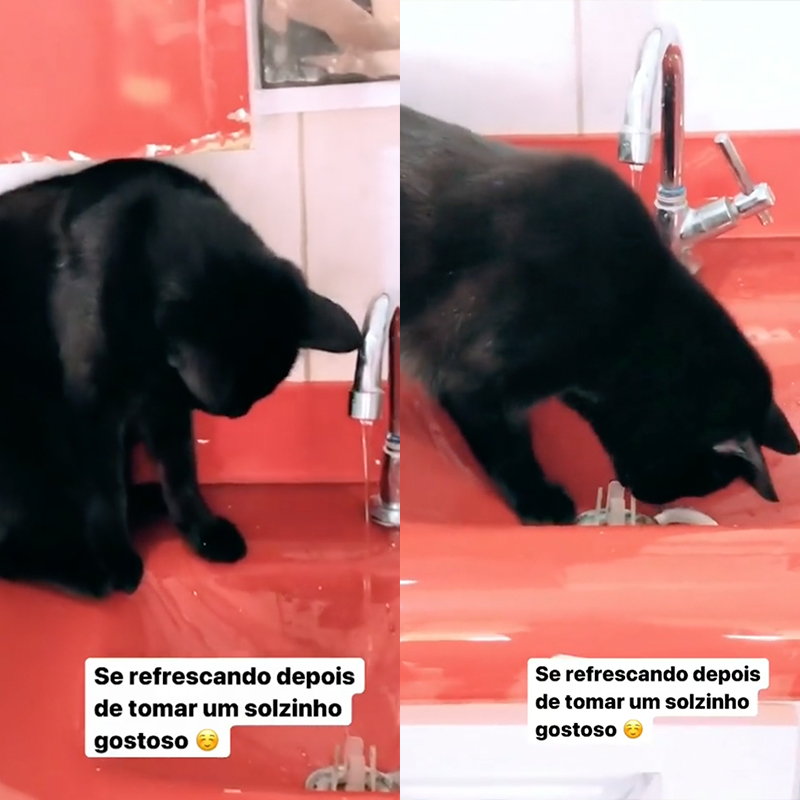 black cat at sink, Brazil