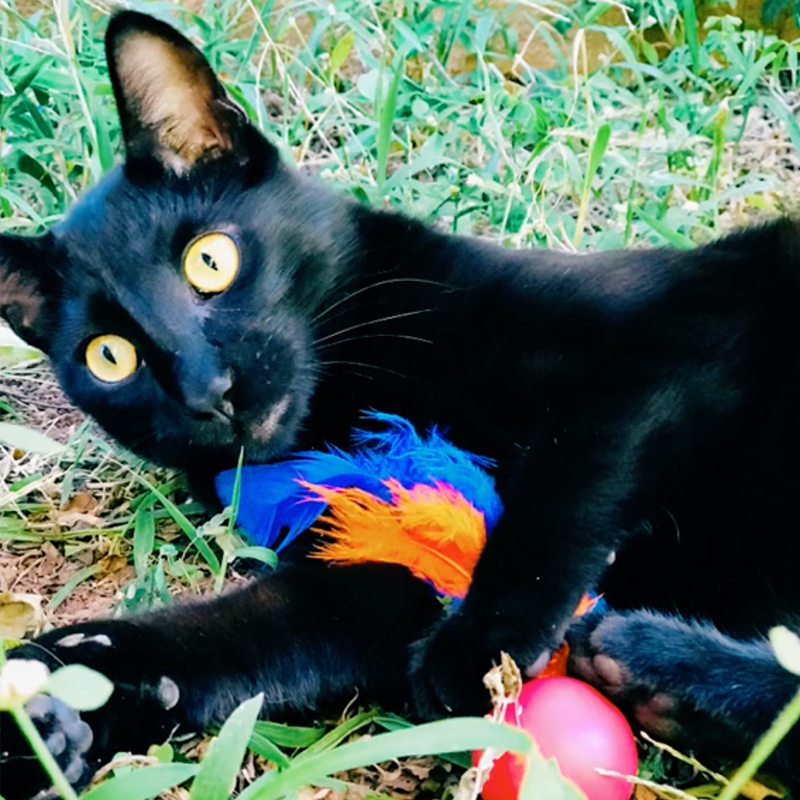 Panterinha the black cat with his toy