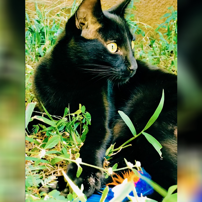 Panterinha the black cat from Brazil