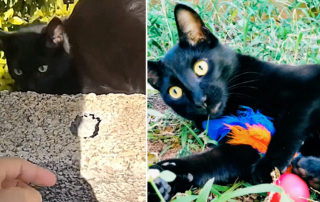 Black cat Panterinha retrieves keys from hole in Brazil, Luh Meira