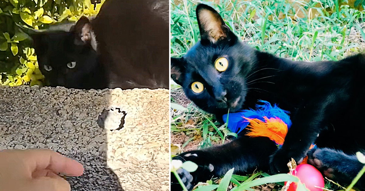 Black cat Panterinha retrieves keys from hole in Brazil, Luh Meira