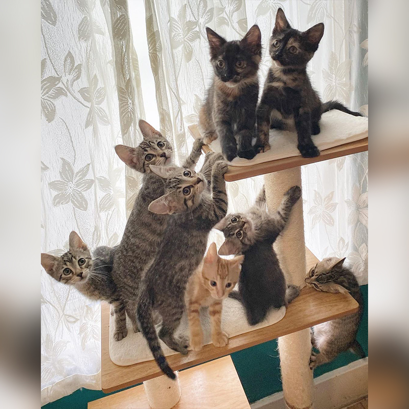 Cat tree fully of foster kittens, a meowntain