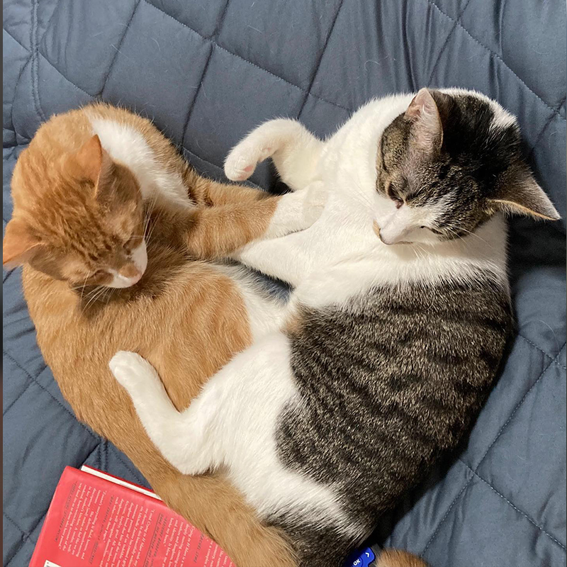 Rescued Brooklyn cats Banjo and Lauren sit in a heart shape