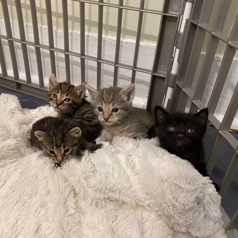Kittens Mochi, Nori, Tofu, and Miso.