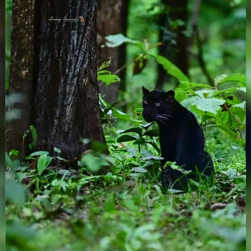 Black Leopard in Pench National Park, Instagram/Anurag-Gawande