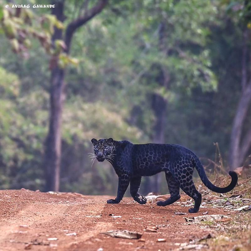 Anurag Gawande, leopard picture