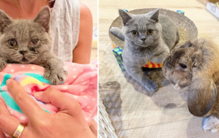 Beth Stern rescued Cocomelon kitten and Jessica Rabbit
