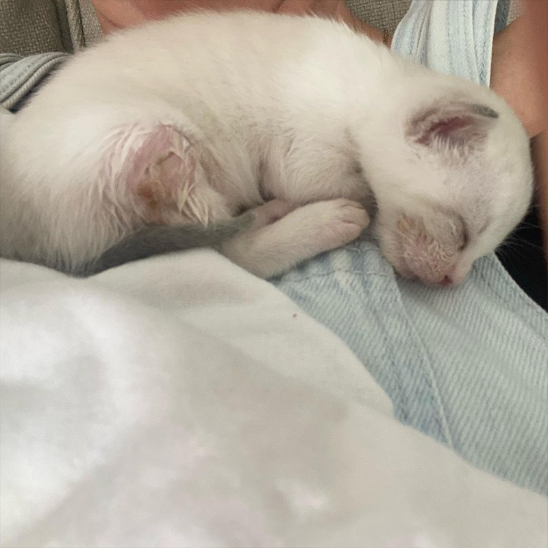 Hurricane Ian rescued kitten
