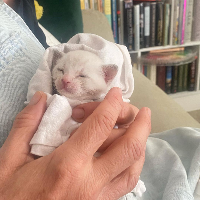 Beth Stern, kitten rescued by friend in Florida, 