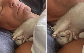 Beth Stern, Hurricane Ian, rescued kitten, Heather Reilly Hiemstra, John