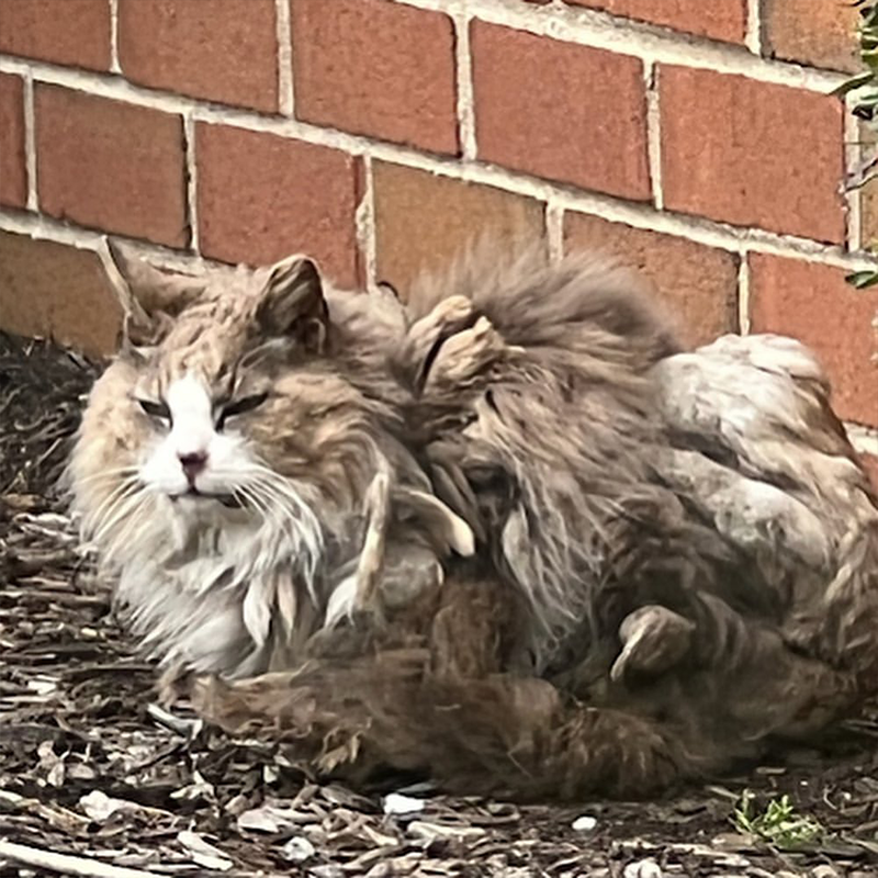 Raggedy Andy the rescued cat with matted fur