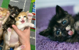 The Brit Kits, Portland, Oregon, Cheeky, Moppet, and Chippy, Portland, Oregon, Cat Adoption Team