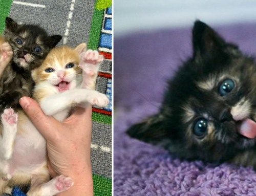 Cheeky Foster Kitten Overcomes Toxoplasmosis With Lots of Love and Tortitude