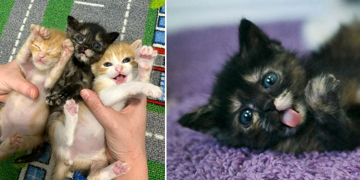 The Brit Kits, Portland, Oregon, Cheeky, Moppet, and Chippy, Portland, Oregon, Cat Adoption Team