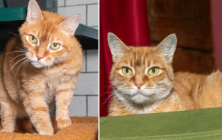 Rosalind, Pumpkin cat rescued by Brooklyn cat cafe, orange tabby, Halloween