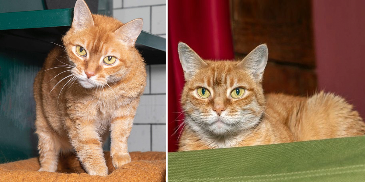 Rosalind, Pumpkin cat rescued by Brooklyn cat cafe, orange tabby, Halloween