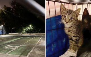 Brooklyn cat rescue, tennis court, Maggie Shnayerson, Bay Ridge Kittens