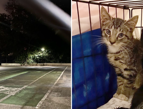Kittens Rescued on a Brooklyn Tennis Court Are a Purrfect Match