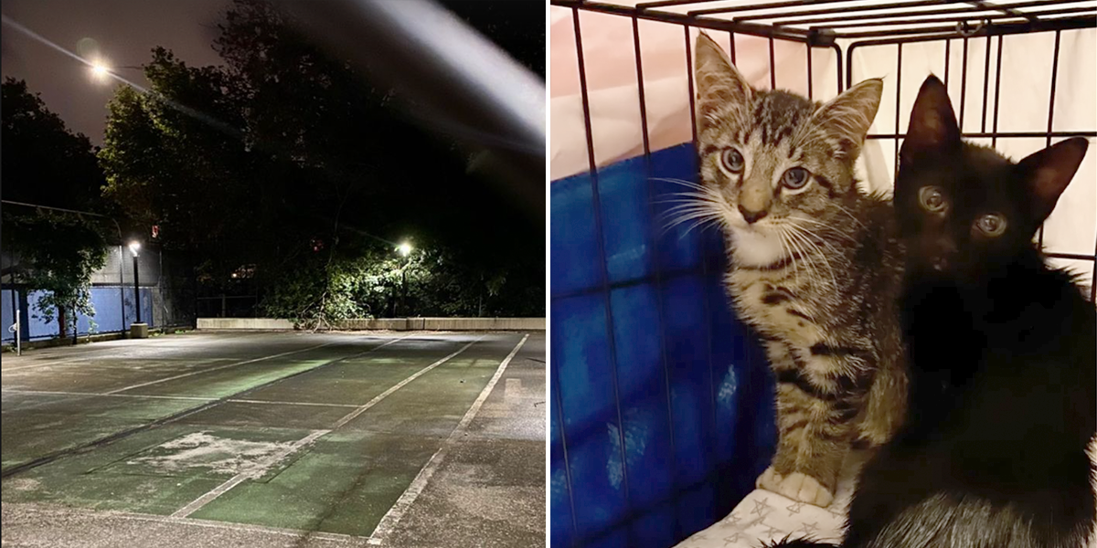 Brooklyn cat rescue, tennis court, Maggie Shnayerson, Bay Ridge Kittens
