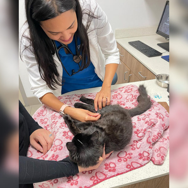 Tragically Paralyzed Kitten Improves With Physical Therapy, Love