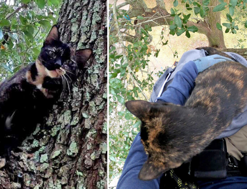Sweet Tortie Cat Trusts ‘Cat Rescue Guy’ Completely in Daring Treetop Rescue