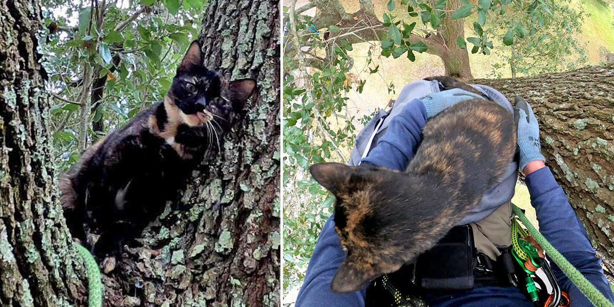 Cat Rescue Guy, saving cats from trees, Randall Kolb, Baton Rouge, Louisiana, Jessabelle, Tortie