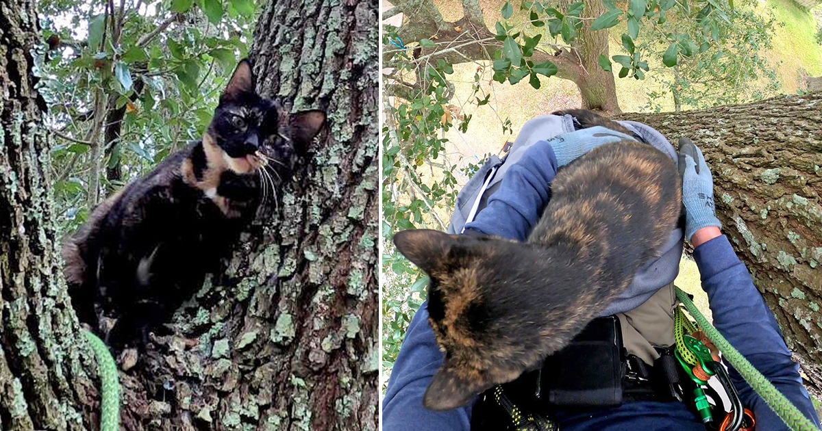 Sweet Tortie Trusts 'Cat Rescue Guy' Completely in Daring Rescue