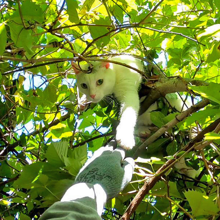 Sweet Tortie Trusts 'Cat Rescue Guy' Completely in Daring Rescue